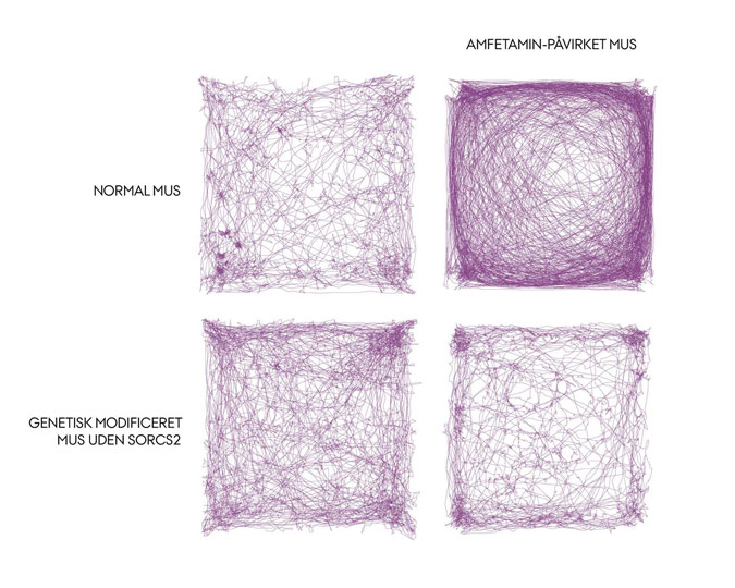 Billedet viser mønsteret for en mus bevægelser i et lukket rum. Musen, der mangler receptoren SorCS2 i hjernen, er hyperaktiv i forhold til en almindelig mus og slapper af, hvis den får amfetamin (som minder om Ritalin) modsat almindelige mus, som bliv